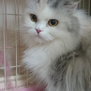 スコティッシュF長毛☆姫ちゃん☆折れ耳・女の子７歳