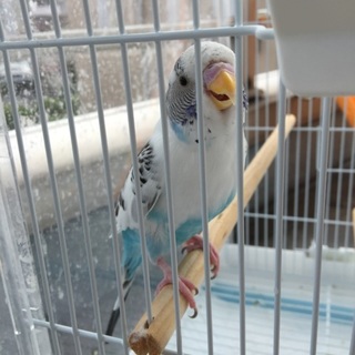 セキセイインコ里親様 募集