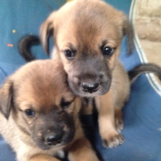 犬猫達、人によく慣れた仔犬です！