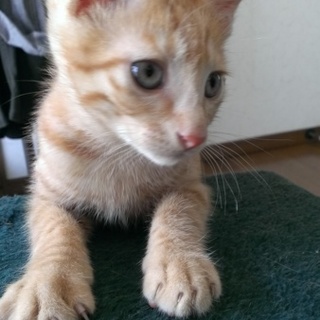 茶トラ仔猫オスもらってください