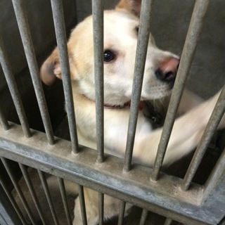 期限の限界。ずっと狭い保健所暮らしのクリーム君