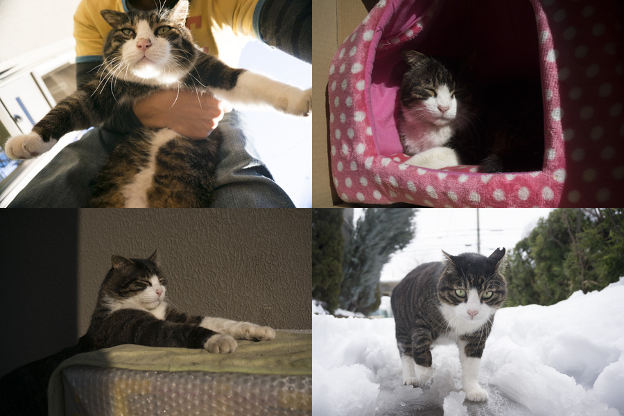 外ねこで終わりたくないよ、だよ サムネイル7