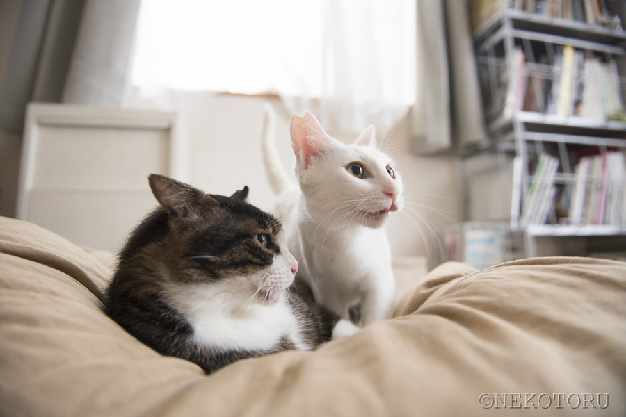 外ねこで終わりたくないよ、だよ サムネイル6