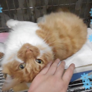 サラサラ毛の少し長毛な茶白くん