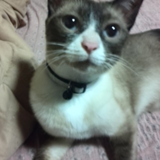 緊急！甘えん坊クリクリお目々のこゆきちゃん