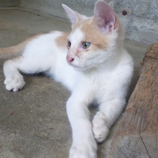 青い目男の子です