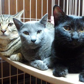 緊急募集中！この猫ちゃん達を助けて下さい。