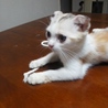 耳折れ　スコティッシュ　三毛ちゃん　2ヶ月 サムネイル2
