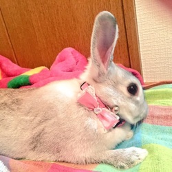 ぺたーーーーー