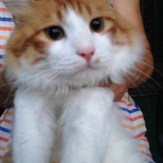 長毛茶トラ人懐っこい男の子