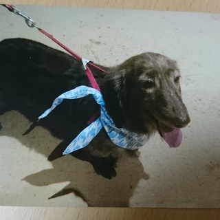 里親決まりました。ありがとうございます。