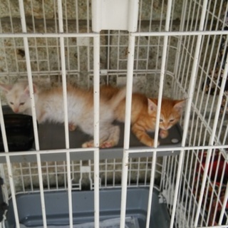 新しい飼い主さんになっていただける方を募集します