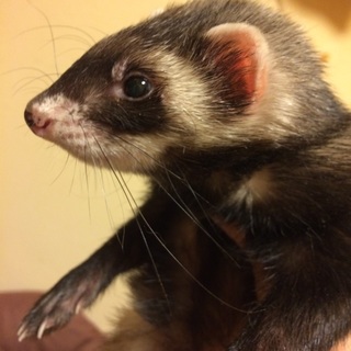 セーブルフェレット★里親募集してます。