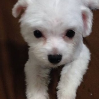 マルーチーズ2歳の女の子です 募集一旦中します