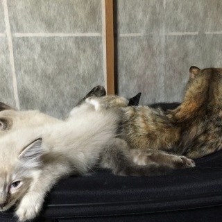 とても人懐こい子猫ちゃん３匹です。。(＞＜)