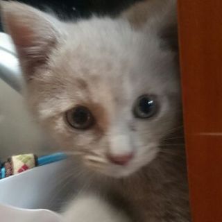 ライラック色の子猫　黄桜