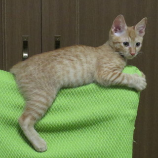 茶トラの甘えん坊の男の子