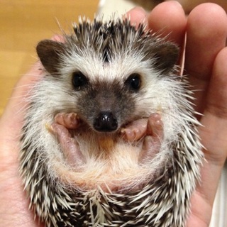 ハリネズミbaby 3ヶ月