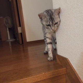 大人しい美人ニャンコ