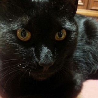 緊急です。新しい家族を探しています。