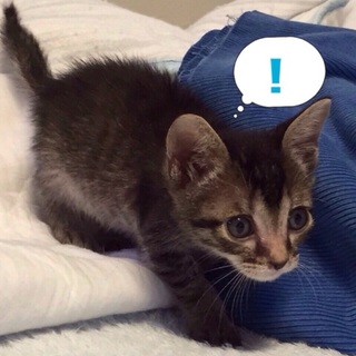 お膝ねこ♪ウィリー君