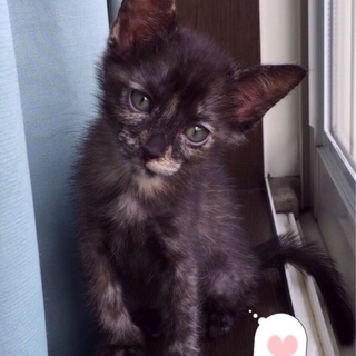 ちっちゃい❤︎ニキちゃん