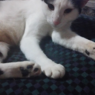 猫ちゃんの里親様募集です