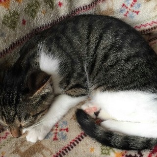 猫ちゃんの里親様募集です