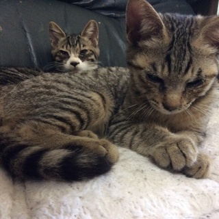 産まれたねこの里親さんを探しています