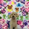 ☆プードル☆男の子☆