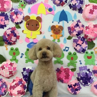 ☆プードル☆男の子☆
