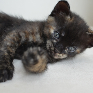 子猫　７月６日生れ