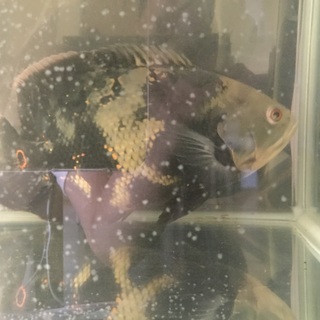 熱帯魚オスカー