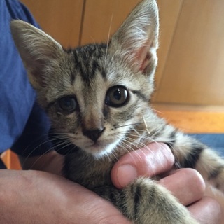 里親さんが決まりました‼️