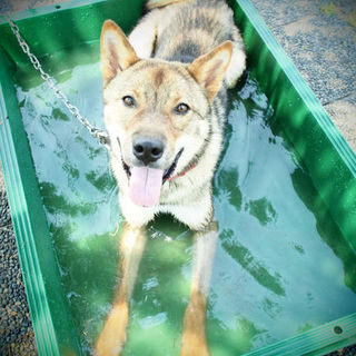 四国犬の血をひく元気な男の子アーサー君