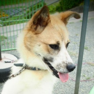 シャイで元気な男の子ドリーくん