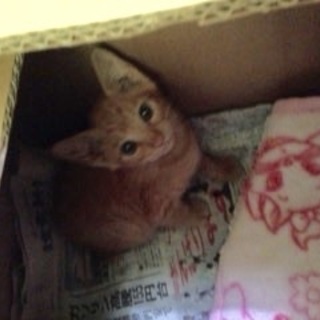 推定3ヶ月弱。茶トラ、かぎしっぽ