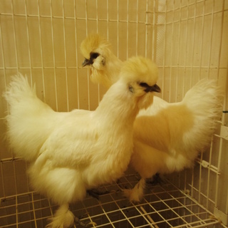 烏骨鶏 メス 2羽 （里親決定！）