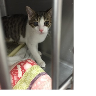 ハンデあります子猫里親さん募集