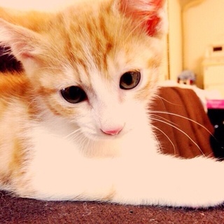 ♡ナデナデ大好き！茶トラ白君です♡