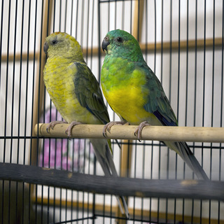 ビセイインコ　ペアの里親募集です。