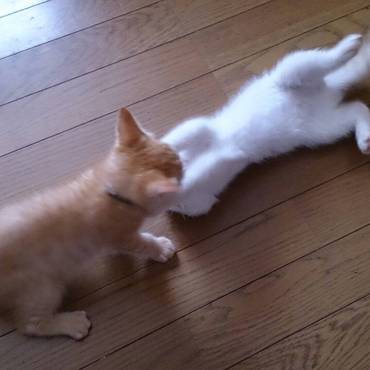 いつも見る光景　　　それも後一週間だな―いよいよむぎの旅立ちまでカウントダウン