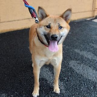 優しいお母さん犬、ナナコちゃん♪