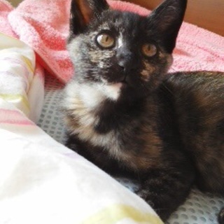 他の募集サイトにて里親様決定！ありがとうございます