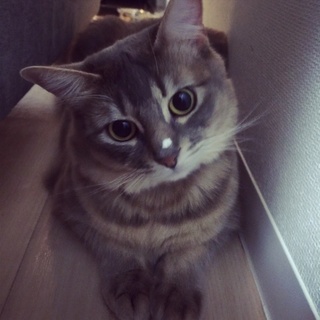 新しい家族になってくれる方よろしくお願いします。