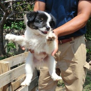 635…家族に迎えていただけませんか…