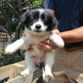 636…家族に迎えていただけませんか…