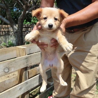 637…家族に迎えていただけませんか…