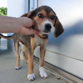 624…家族に迎えていただけませんか…