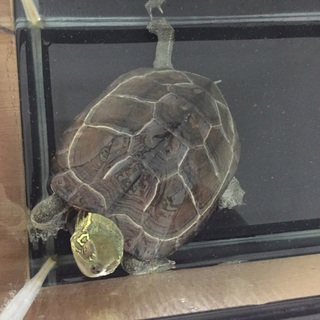 可愛がって頂ける方、宜しくお願い致します。